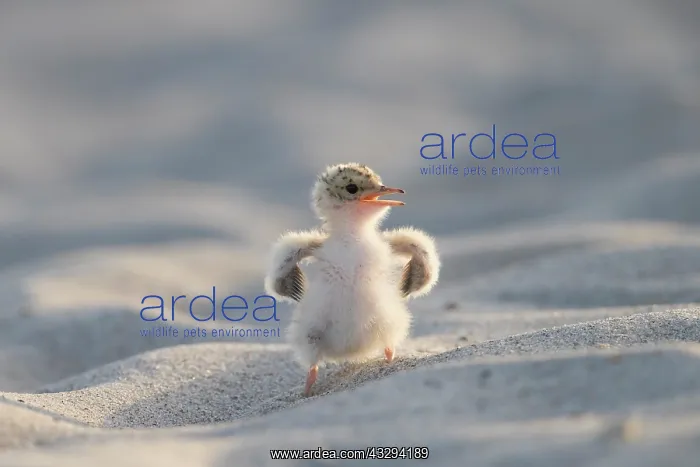 : Little Tern - single chick - Germany : Little Tern - single chick - Germany