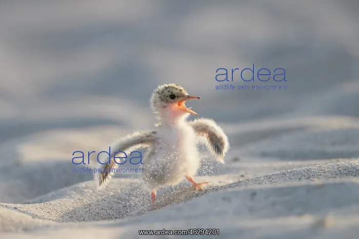 : Little Tern - single chick - Germany : Little Tern - single chick - Germany