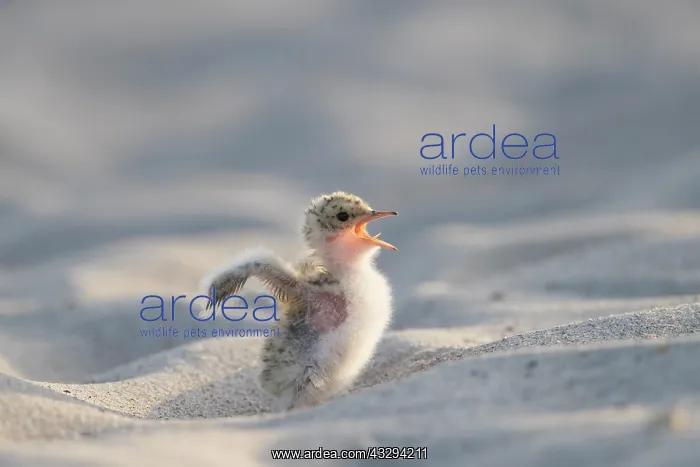 : Little Tern - single chick - Germany : Little Tern - single chick - Germany