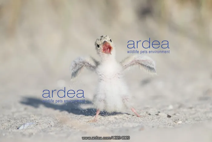 : Little Tern - single chick - Germany : Little Tern - single chick - Germany