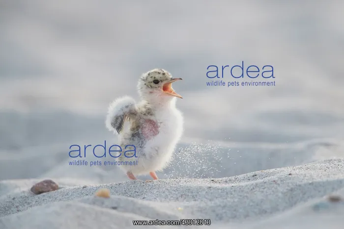 : Little Tern - single chick - Germany : Little Tern - single chick - Germany