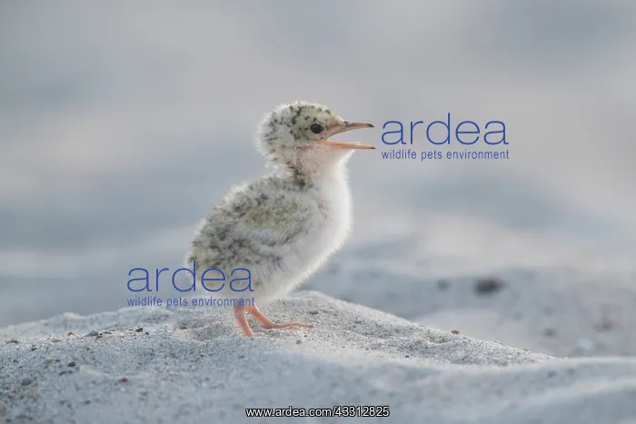 : Little Tern - single chick - Germany : Little Tern - single chick - Germany