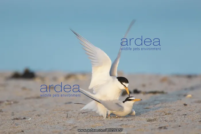 : Little Tern - terns during courtship - Germany : Little Tern - terns during courtship - Germany
