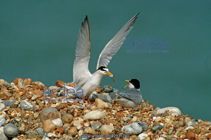 : LITTLE TERNS - two courtship feeding : LITTLE TERNS - two courtship feeding