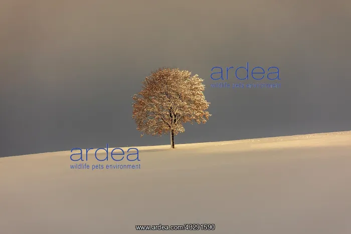 : little tree - little snow-covered tree on a ridge in winter : little tree - little snow-covered tree on a ridge in winter