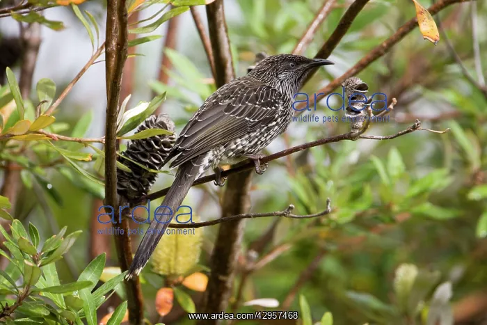 : Little Wattlebird : Little Wattlebird