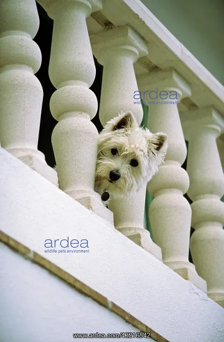 : Little white dog peering through a handrail, West : Little white dog peering through a handrail, West