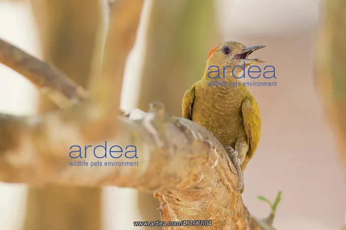 : Little Woodpecker : Little Woodpecker