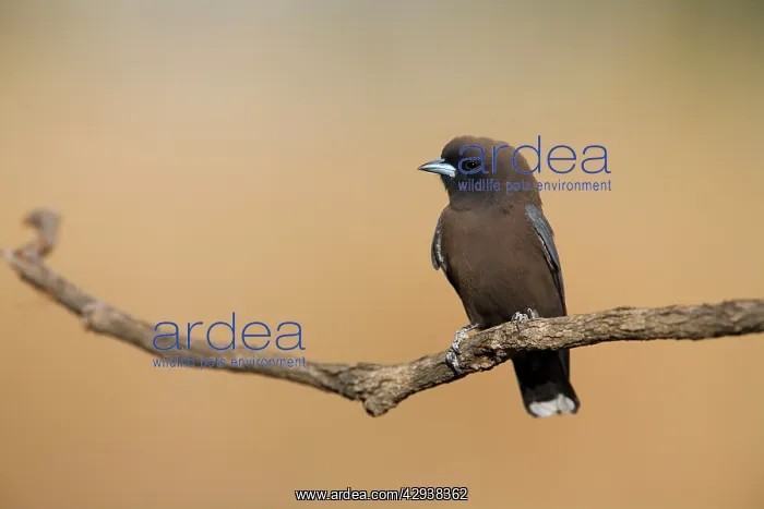: Little Woodswallow : Little Woodswallow