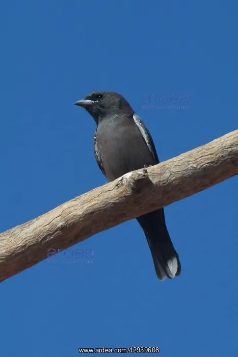 : Little Woodswallow : Little Woodswallow