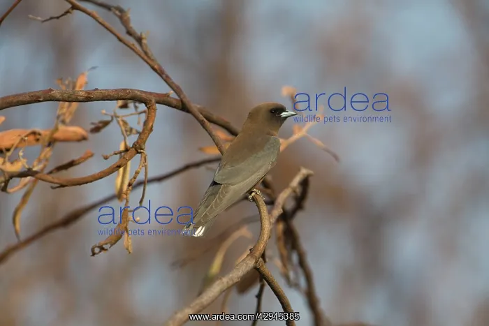 : Little Woodswallow : Little Woodswallow