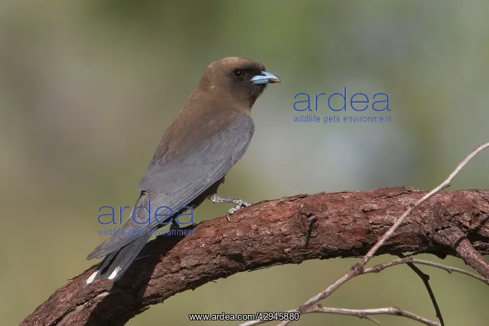 : Little Woodswallow : Little Woodswallow