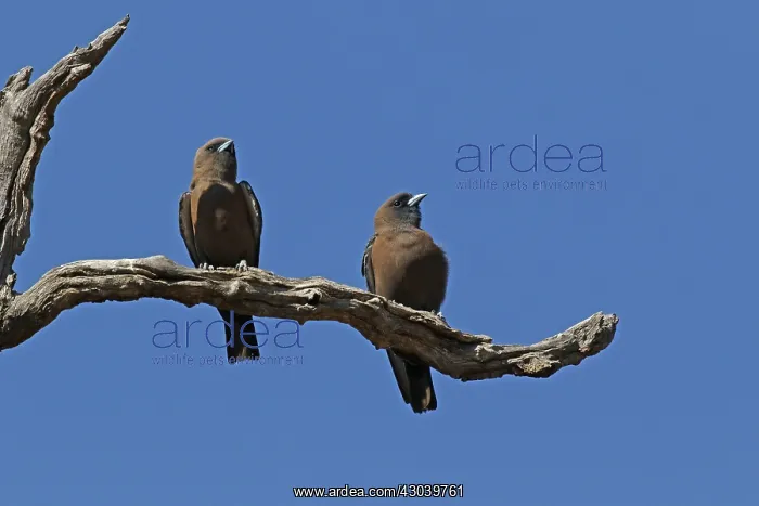 : Little Woodswallow : Little Woodswallow
