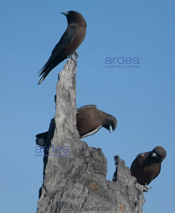 : Little Woodswallows : Little Woodswallows