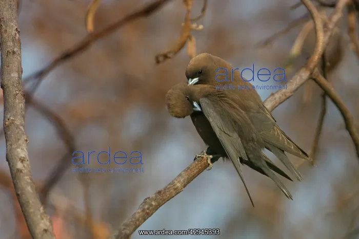 : Little Woodswallows - mutual preening : Little Woodswallows - mutual preening
