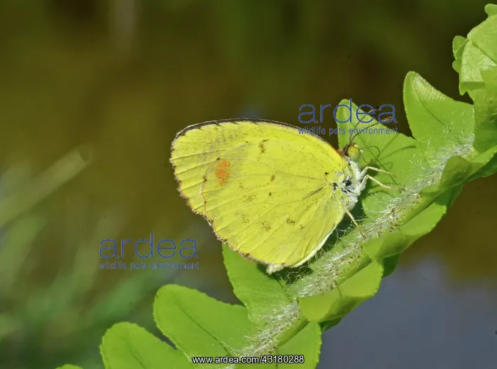 : Little Yellow Butterfly : Little Yellow Butterfly