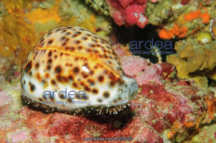 : Live cowrie (Mauritia arabica), Andaman Sea, Burma : Live cowrie (Mauritia arabica), Andaman Sea, Burma