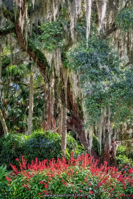 : Live oak tree in Washington Oaks Gardens State Park : Live oak tree in Washington Oaks Gardens State Park