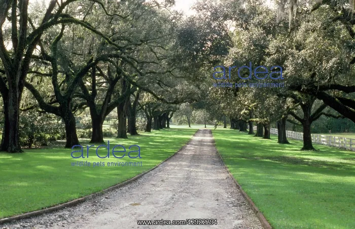 : Live Oak Trees - avenue : Live Oak Trees - avenue