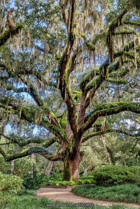 : Live oak trees, Washington Oaks Gardens State Park : Live oak trees, Washington Oaks Gardens State Park