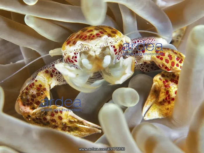 : Lively porcelain crab, spotted porcelain crab (Neopetrolisthes maculatus) : Lively porcelain crab, spotted porcelain crab (Neopetrolisthes maculatus)
