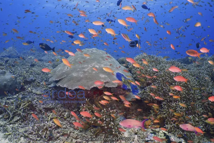 : Lively underwater school of jewelled bannerfish (Pseudanthias squamipinnis) in front of a large coral reef in the sea : Lively underwater school of jewelled bannerfish (Pseudanthias squamipinnis) in front of a large coral reef in the sea