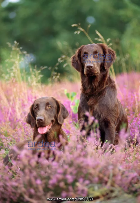  : Liver Flat-coated Retriever Dogs