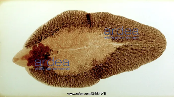: Liver Fluke, microscope slide preparation of the : Liver Fluke, microscope slide preparation of the