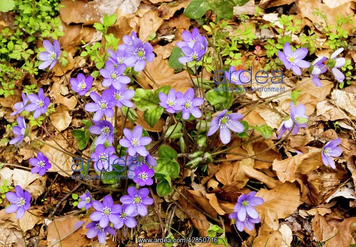 : Liverleaf / Hepatica (sometimes called Hepatica : Liverleaf / Hepatica (sometimes called Hepatica