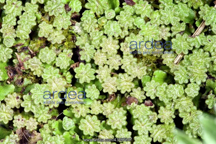 : Liverwort (Marchantia polymorpha) top view, Gulpen : Liverwort (Marchantia polymorpha) top view, Gulpen
