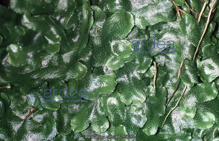 : LIVERWORT : LIVERWORT