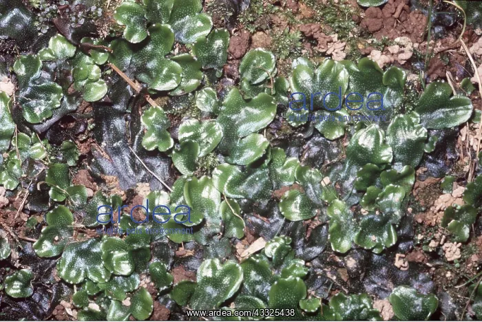 : LIVERWORT : LIVERWORT