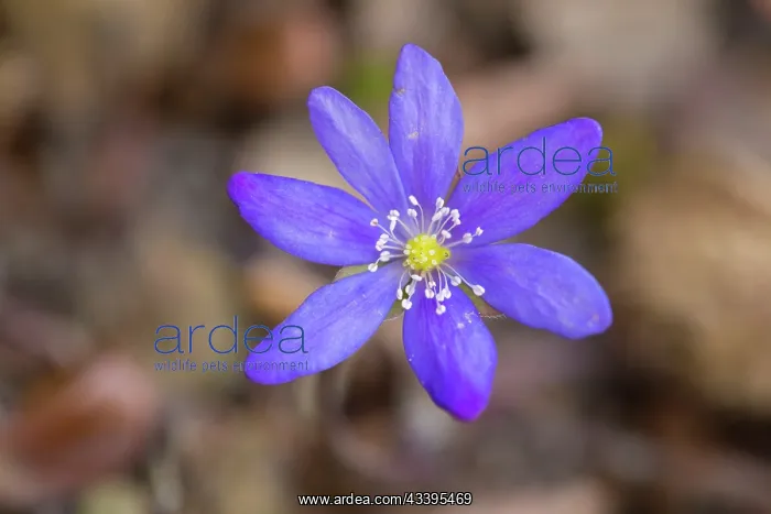 : Liverwort - flowering - Germany : Liverwort - flowering - Germany