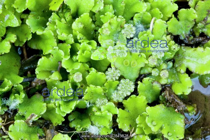 : A liverwort - in damp shady place : A liverwort - in damp shady place