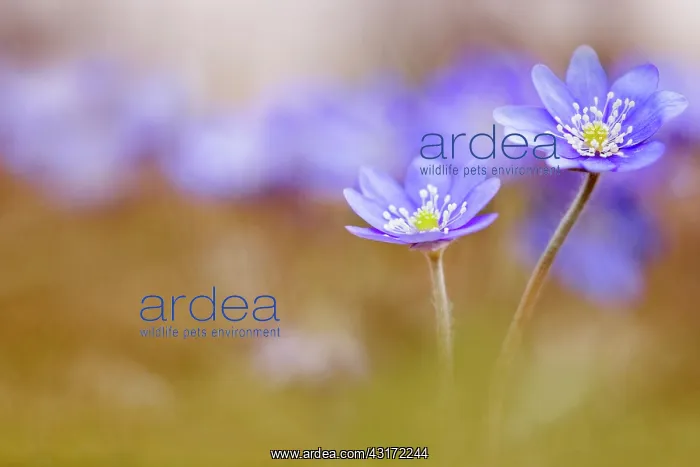 : Liverwort, Hepatica Forest Blue'. two flowers to the right : Liverwort, Hepatica Forest Blue'. two flowers to the right