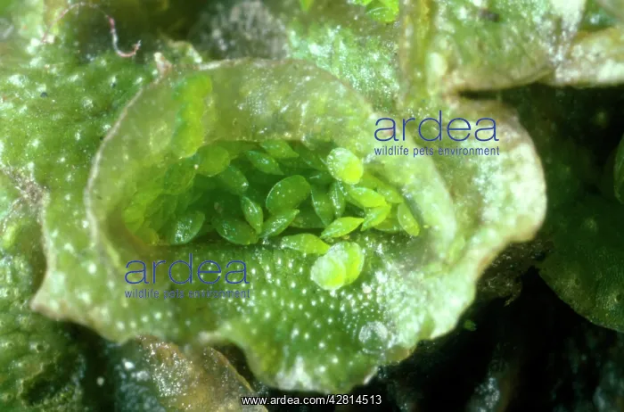 : Liverwort - showing Gemma / Gemmae cups : Liverwort - showing Gemma / Gemmae cups