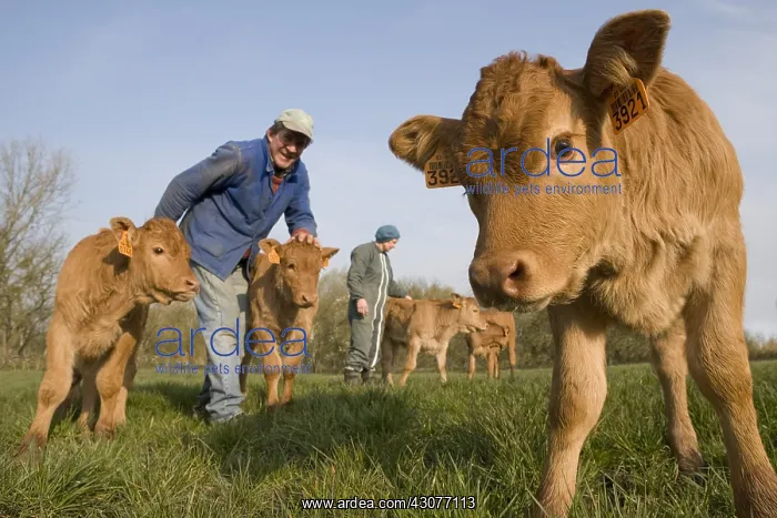 : Livestock and calves limousines in meadow France : Livestock and calves limousines in meadow France