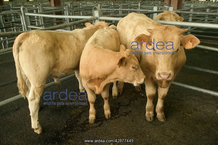 : LIVESTOCK - Cattle, in pen