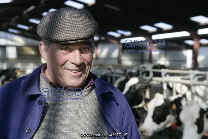 : Livestock and dairy cows in the barn France : Livestock and dairy cows in the barn France