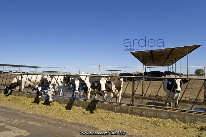 : Livestock extensive dairy California USA : Livestock extensive dairy California USA