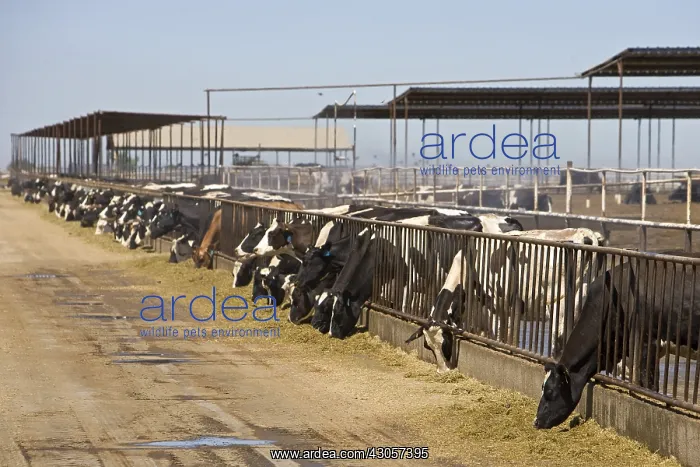 : Livestock extensive dairy California USA : Livestock extensive dairy California USA