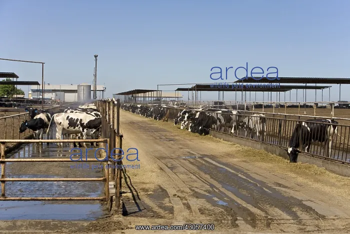 : Livestock extensive dairy California USA : Livestock extensive dairy California USA