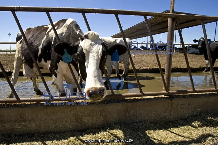 : Livestock extensive dairy California USA : Livestock extensive dairy California USA