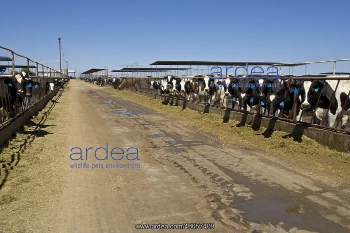 : Livestock extensive dairy California USA : Livestock extensive dairy California USA