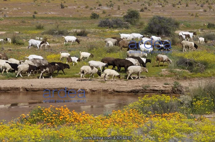 : Livestock grazing on flowering pastures Namaqualand : Livestock grazing on flowering pastures Namaqualand