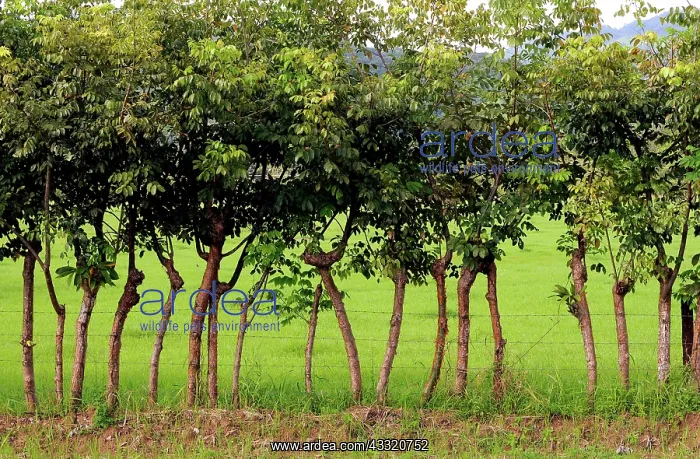 : Living fence : Living fence
