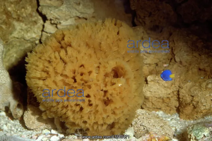  : LIVING SPONGE