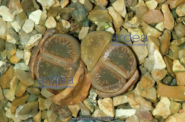  : LIVING STONES
