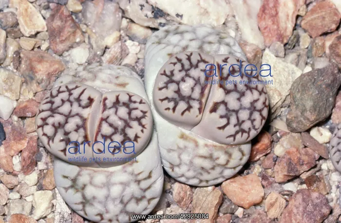 : LIVING STONES / pebble plant - stone plant : LIVING STONES / pebble plant - stone plant