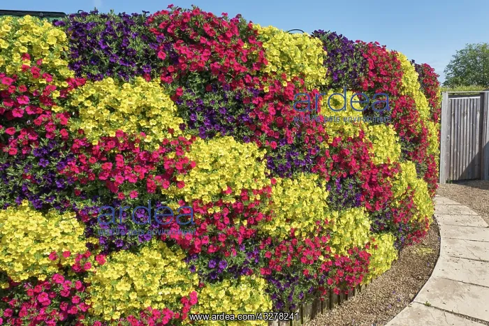 : Living wall of Petunias - Norfolk UK : Living wall of Petunias - Norfolk UK